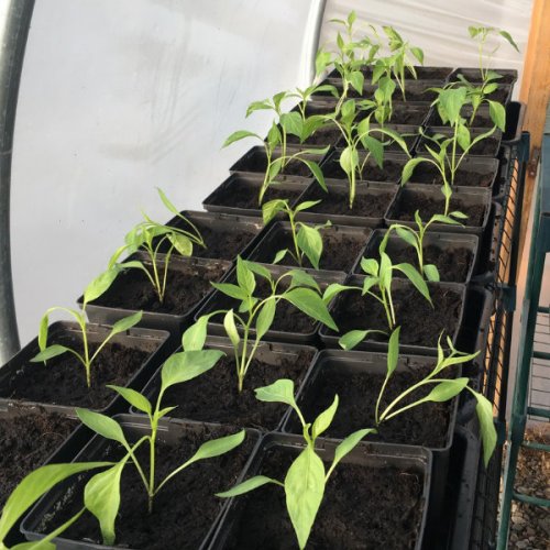 Young chilli plants in "nursery" polytunnel.
